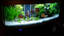 Aquarium Becken 3074 - Alex Diskus Aquarium