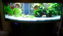 Aquarium Becken 3074 - Alex Diskus Aquarium