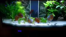 Aquarium Becken 3074 - Alex Diskus Aquarium