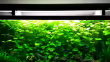 Aquarium Becken 3108