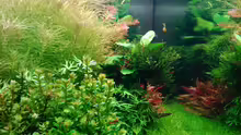 Aquarium Becken 31104