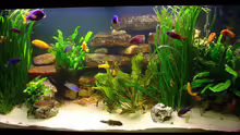Aquarium Becken 313