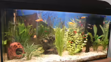 Aquarium Becken 3145