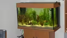 Aquarium Becken 3194