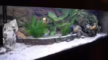 Aquarium Becken 3389