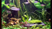 Aquarium Becken 3601