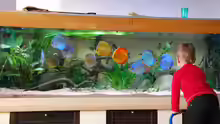 Aquarium Becken 3605
