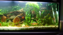 Aquarium Becken 3686
