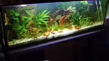 Aquarium Becken 3686
