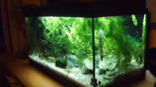 Aquarium Becken 3712