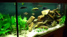 Aquarium Becken 374