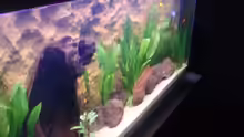 Aquarium Becken 3988