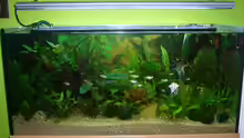 Aquarium Becken 4199