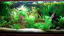 Aquarium Becken 4396