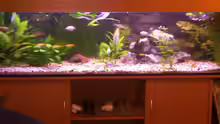 Aquarium Becken 4457