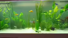 Aquarium Becken 479