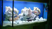 Aquarium Becken 534