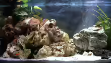 Aquarium Becken 5371