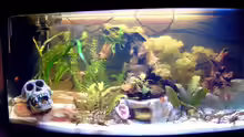 Aquarium Becken 5389