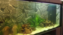 Aquarium Becken 5903