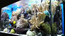 Aquarium Becken 6379