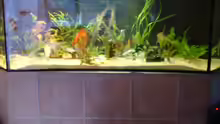 Aquarium Becken 6395