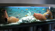 Aquarium Becken 64