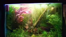 Aquarium Becken 7031