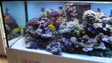 Aquarium Becken 7113