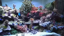 Aquarium Becken 7113
