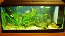 Aquarium Becken 733