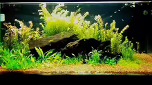 Aquarium Becken 7591
