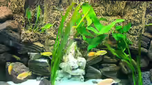 Aquarium Becken 7768