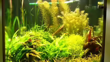 Aquarium Becken 7947