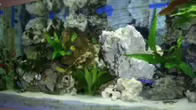 Aquarium Becken 8290