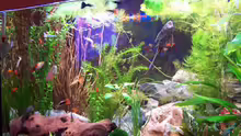 Aquarium Becken 8419