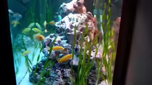 Aquarium Becken 842