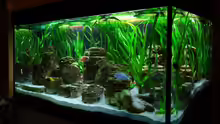 Aquarium Becken 8737