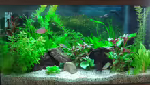 Aquarium Becken 8941