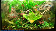 Aquarium Becken 9033