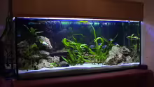 Aquarium Becken 92
