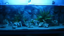 Aquarium Becken 9383