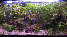 Aquarium Becken 9592