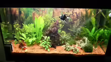 Aquarium Bernd`s Pfütze