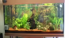 Aquarium Bernd`s Pfütze
