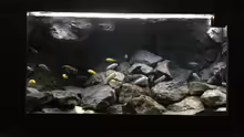 Aquarium Betrieb 71336 Malawi