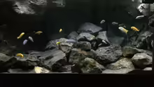 Aquarium Betrieb 71336 Malawi