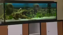 Aquarium Blaupunkt und Sajica