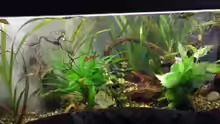 Aquarium Clarkii Wohndschungel