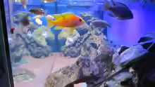 Aquarium Deep blue Malawi